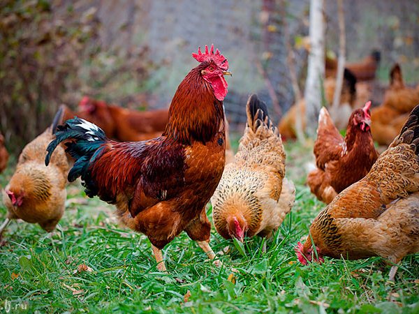 Породы куриц | ЗооТом - продажа, вязка и услуги для животных в Томилино