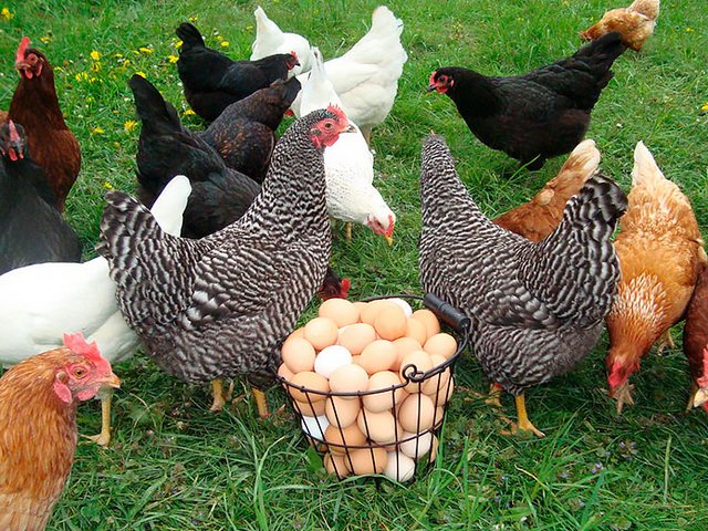 Содержание кур и уход за ними | ЗооТом - продажа, вязка и услуги для животных в Томилино