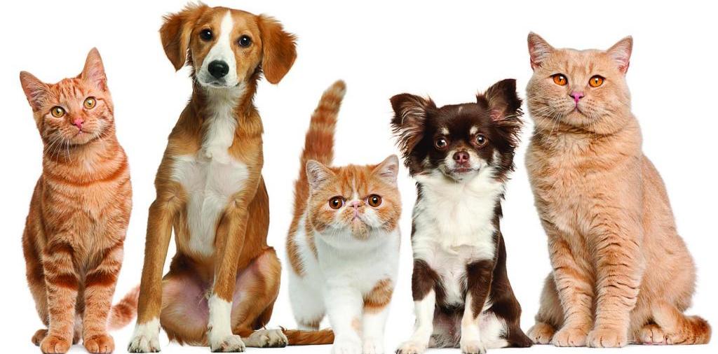 Доска объявлений о животных | ЗооТом - продажа, вязка и услуги для животных в Томилино