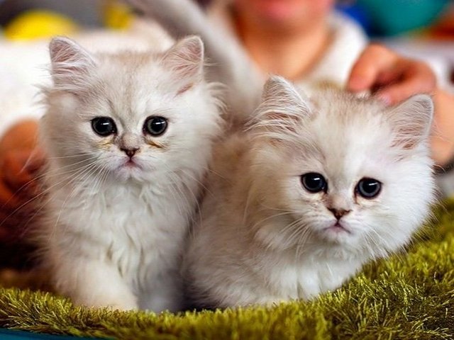 Породы кошек в Томилино | ЗооТом портал о животных