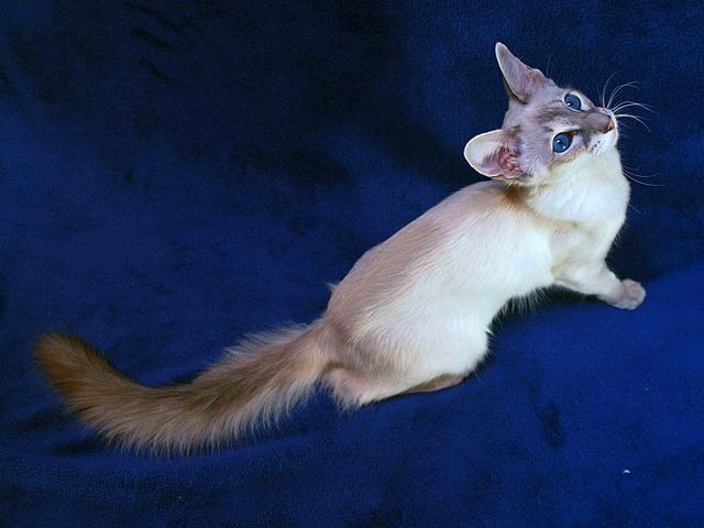 Выведенные породы кошек в Томилино | ЗооТом портал о животных