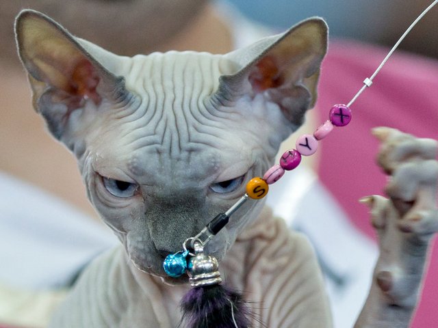 Выставки кошек в Томилино | ЗооТом портал о животных