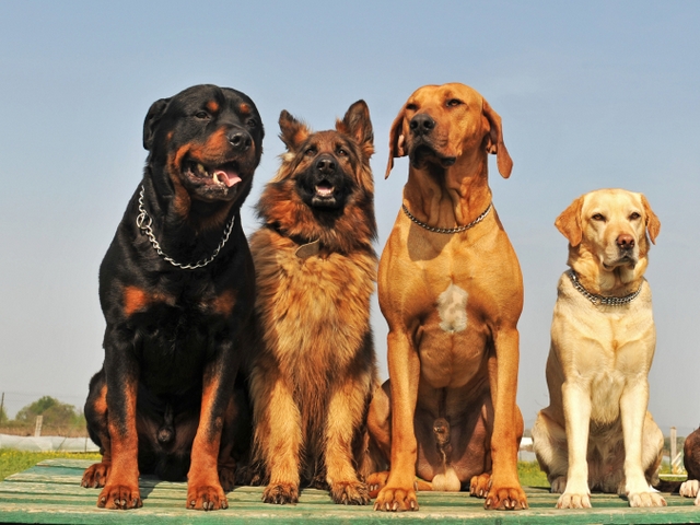 Крупные породы собак в Томилино | ЗооТом портал о животных