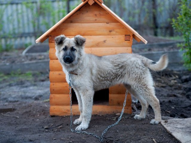Все о собаках в Томилино Все о собаках в Томилино